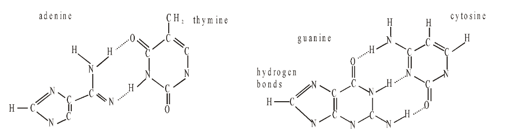 Nucleic Acid